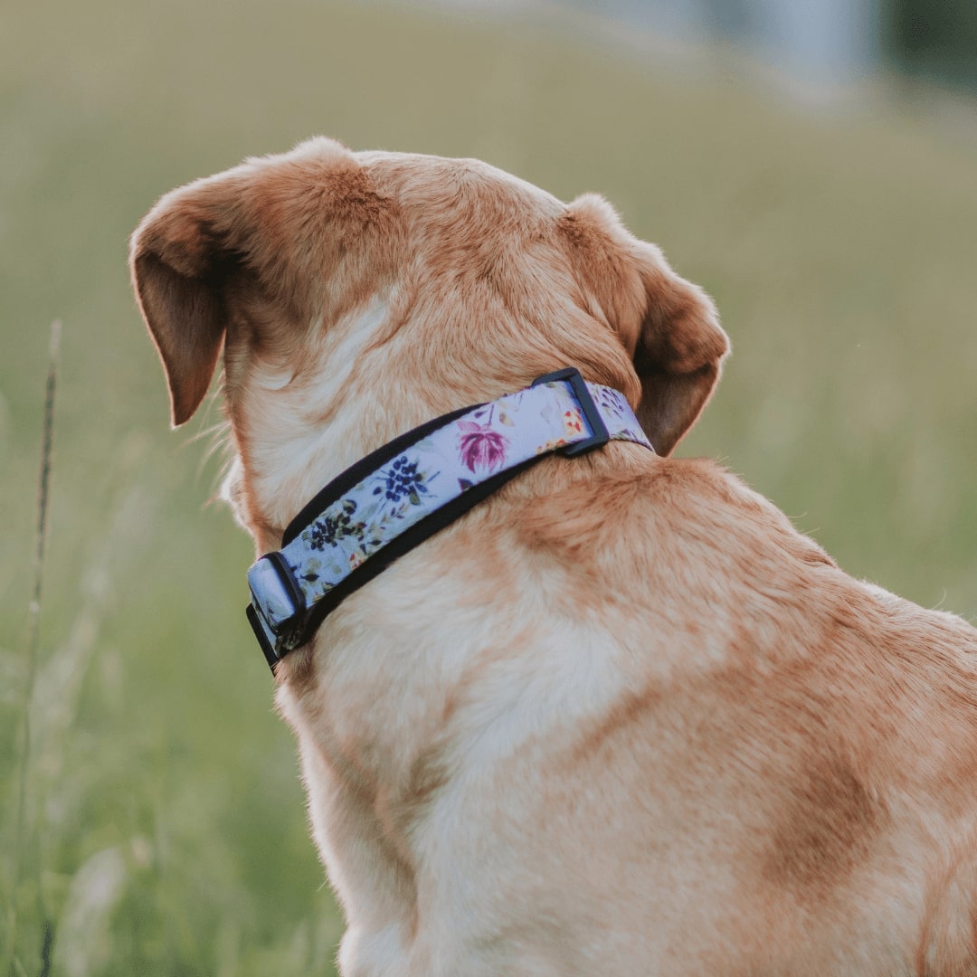 Evergreen Martingale - Evergreen