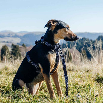 Jackson Leash - Jackson