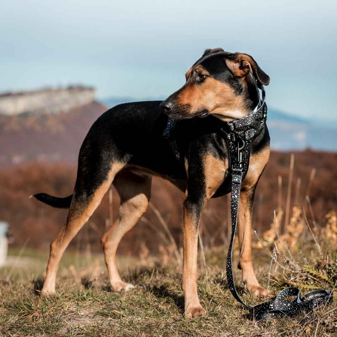 Jackson Leash - Jackson