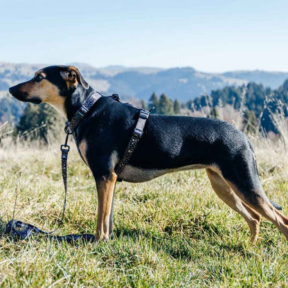 Jackson Leash - Jackson