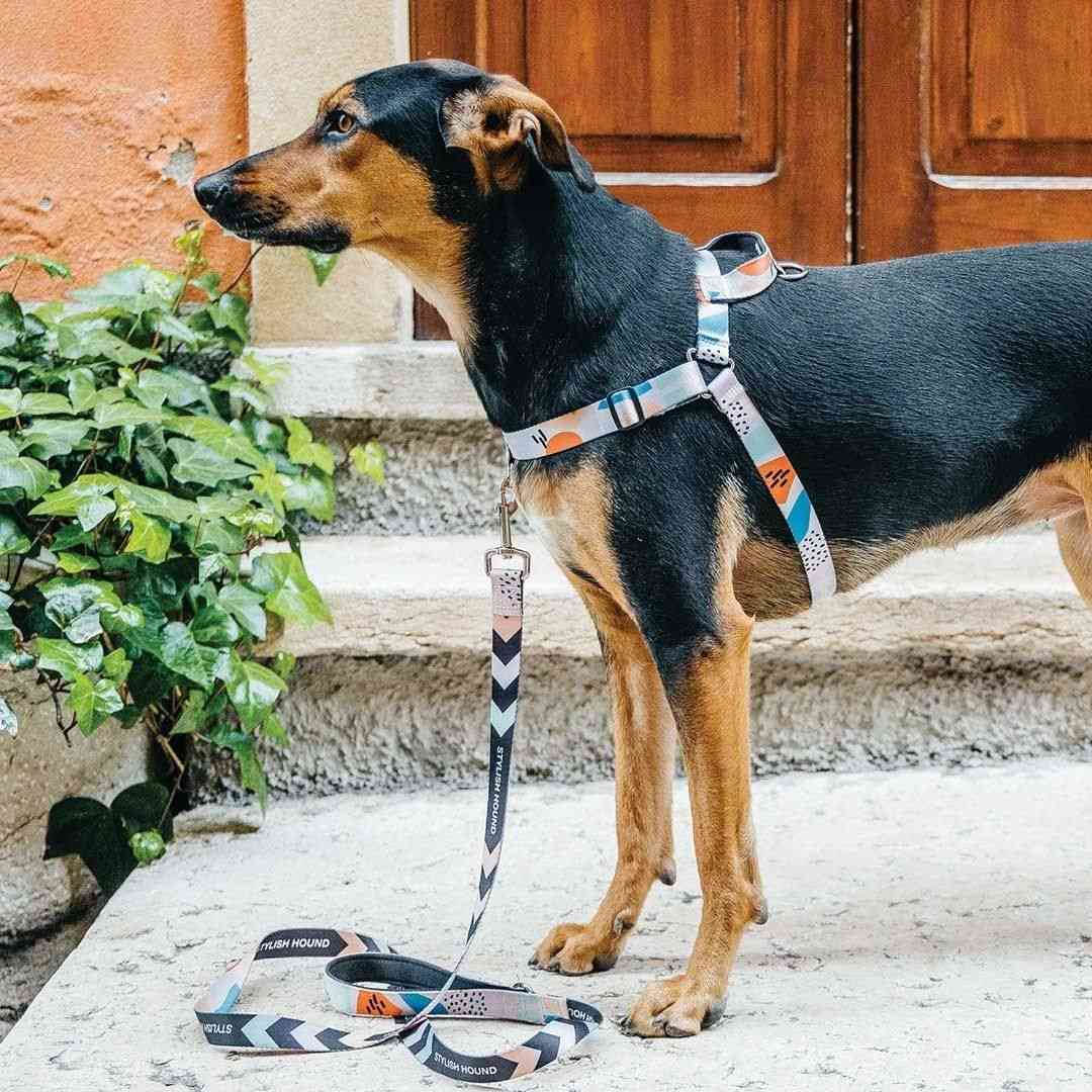 Newtown Leash - Newtown