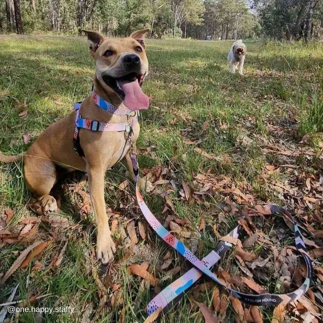 Newtown Leash - Newtown