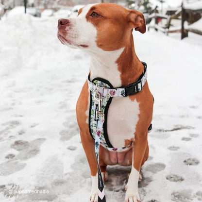 Evergreen Explorer Chest Plate - Evergreen