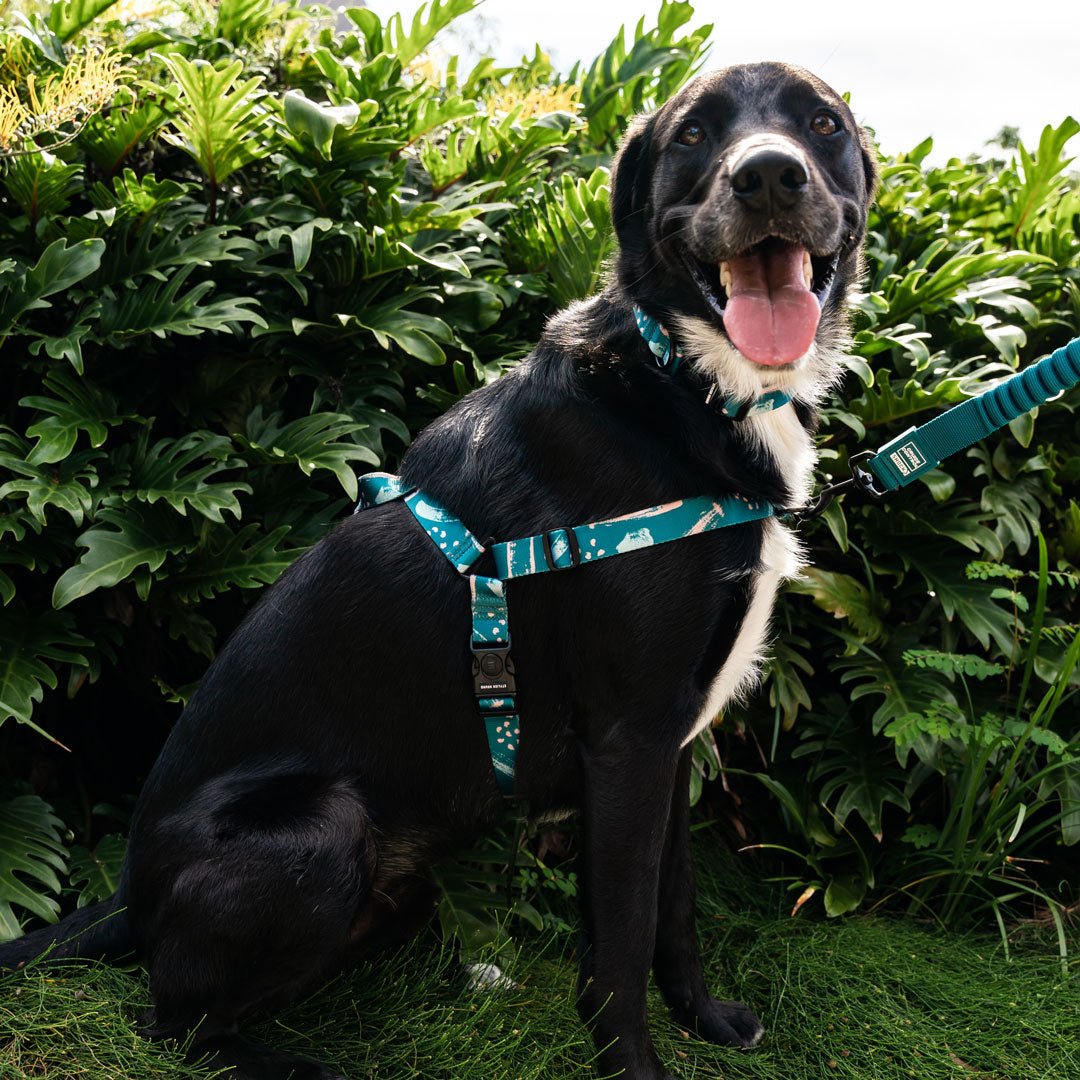 Nova OG No-Pull Training Harness - Nova