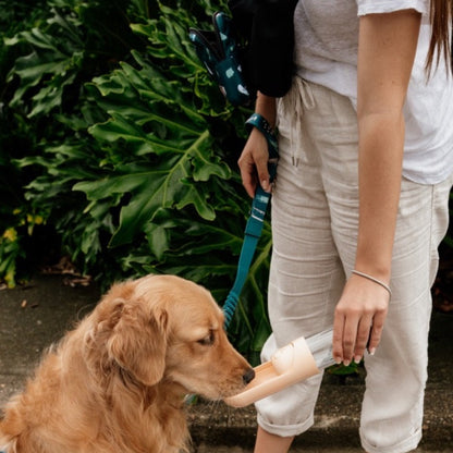 Citrus Water Bottle - Citrus