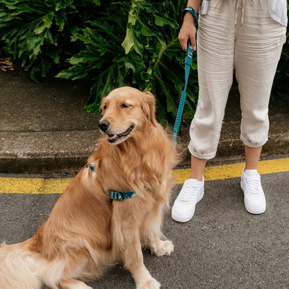 Nova CC Leash - Nova