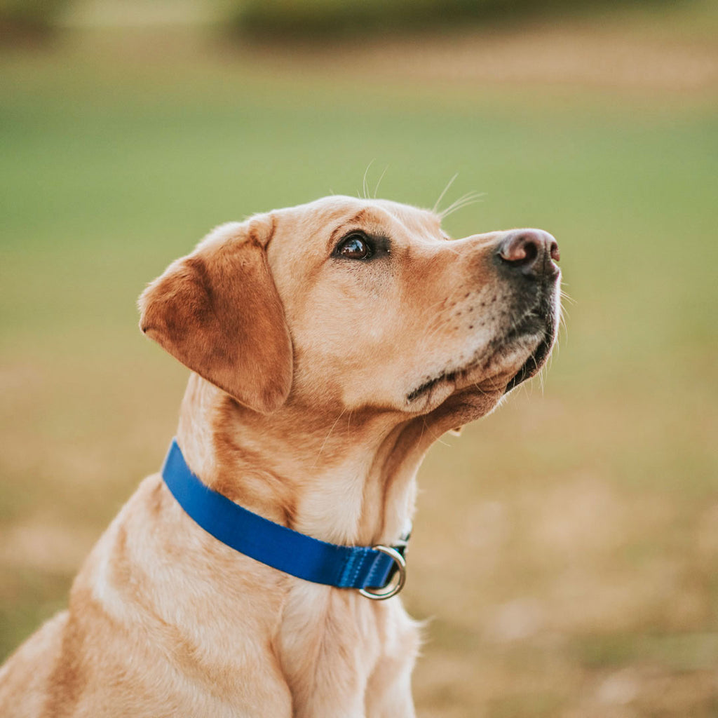 Horizon Collar