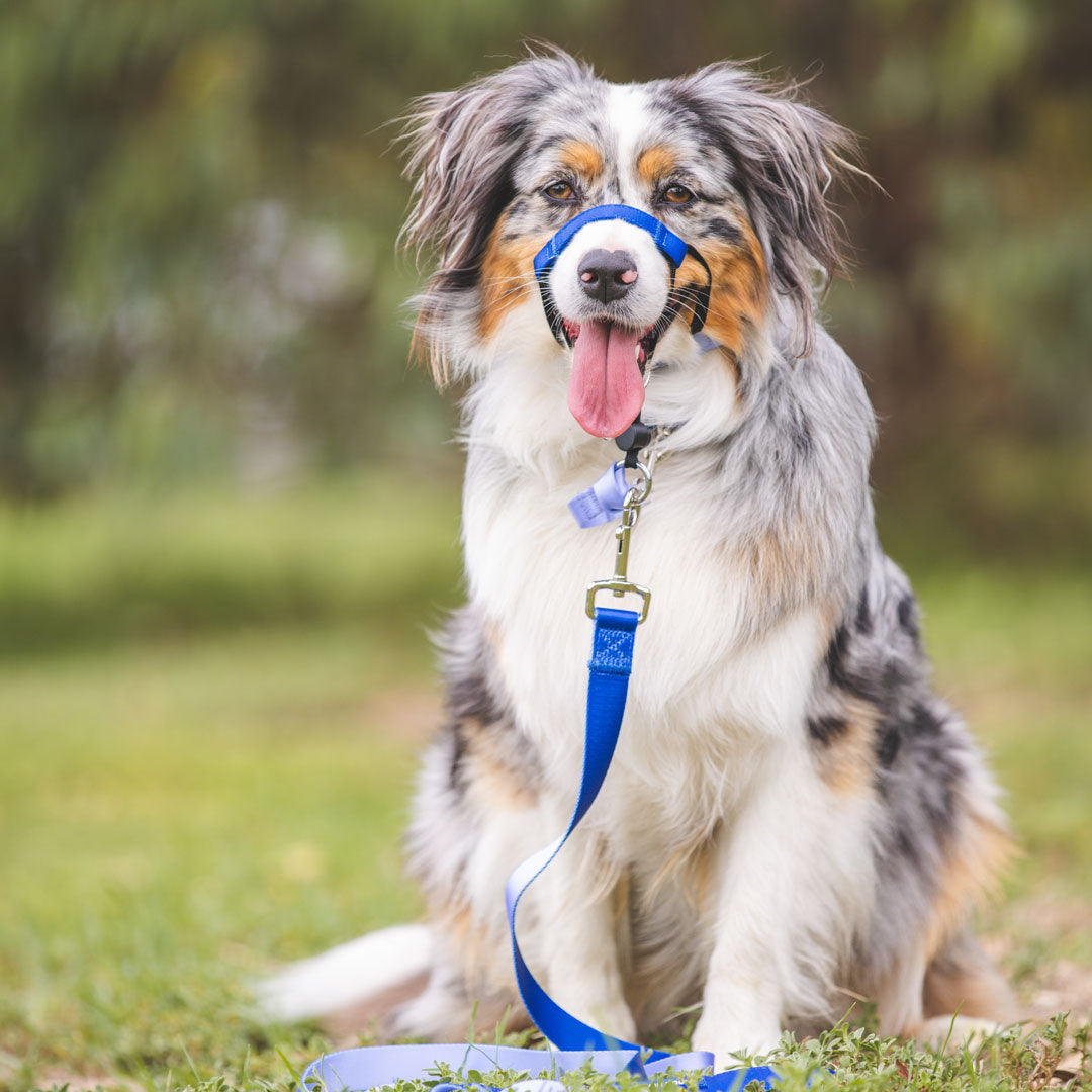 Horizon Halter - Horizon