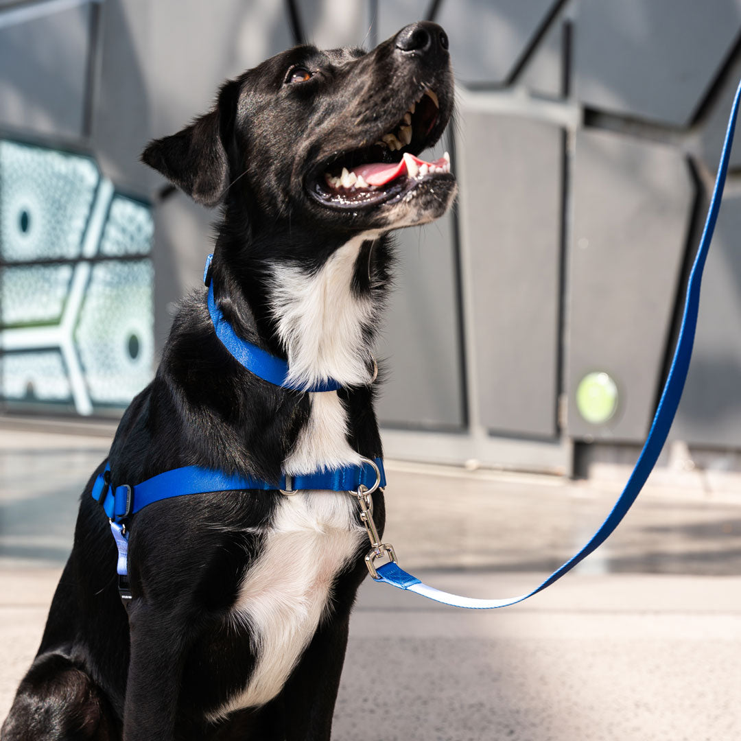 Horizon OG No-Pull Training Harness - Horizon