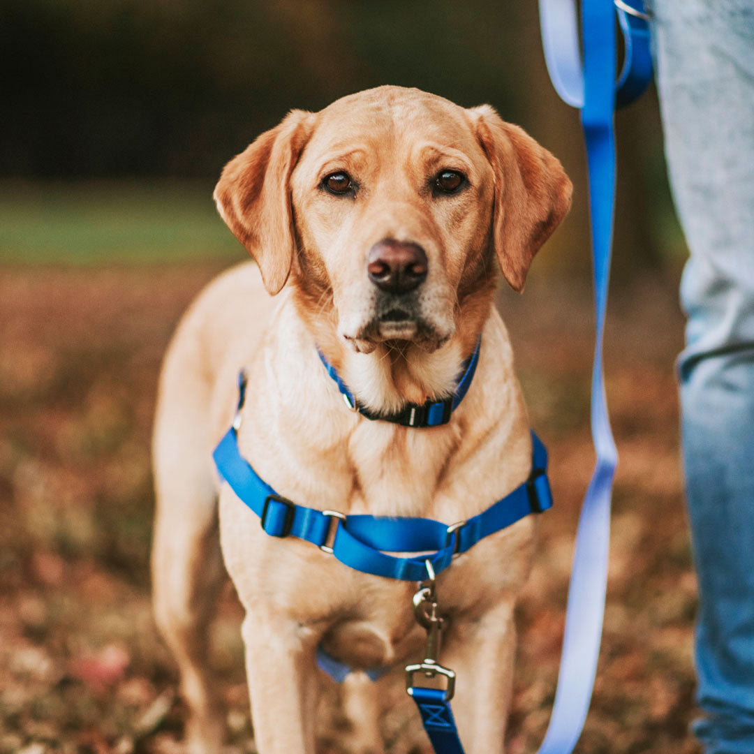 Horizon RNT No-Pull Training Harness - Horizon