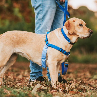 Horizon RNT No-Pull Training Harness - Horizon