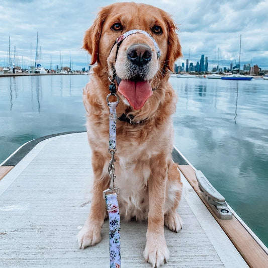 Evergreen Halter - Evergreen