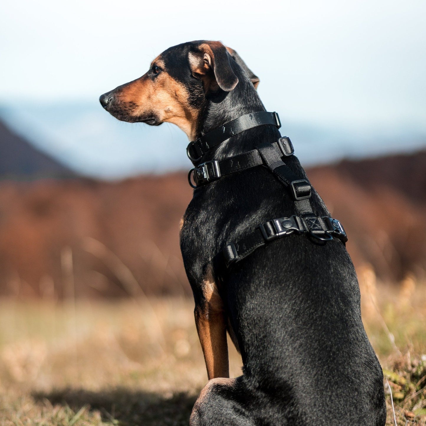 Blackout Explorer Chest Plate - Blackout