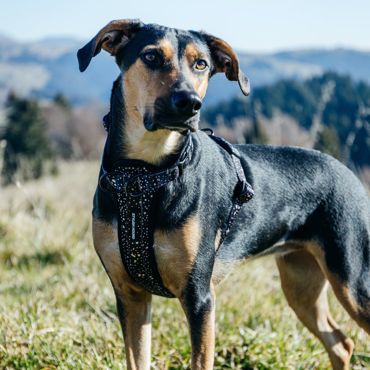 Jackson Explorer Chest Plate - Jackson