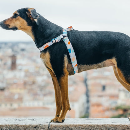 Newtown OG No-Pull Training Harness - Newtown