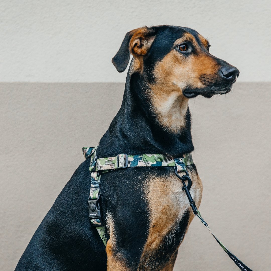 On Duty OG No-Pull Training Harness - On Duty