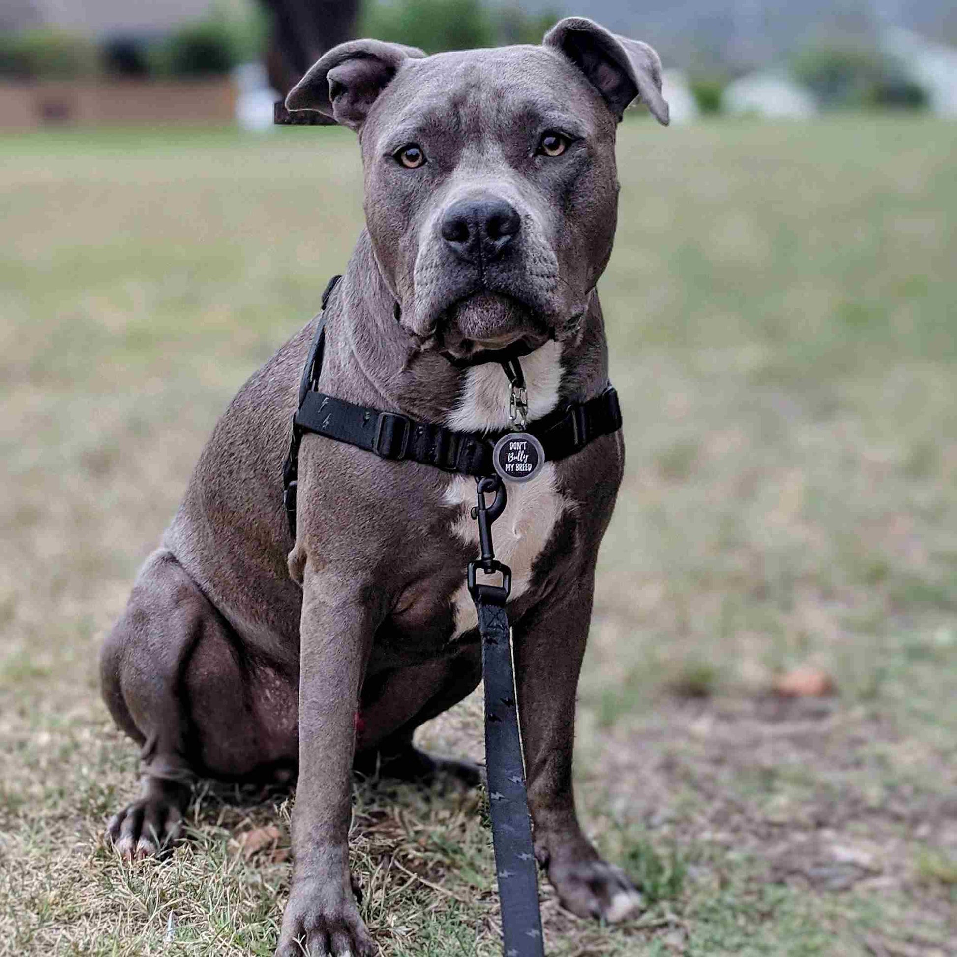 Blackout RNT No-Pull Training Harness - Blackout