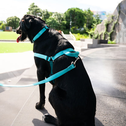 Quartz OG No-Pull Training Harness - Quartz