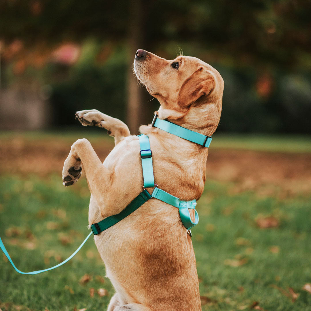 Quartz OG No-Pull Training Harness - Quartz