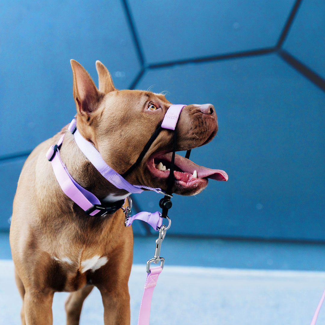 Sorbet Halter - Sorbet