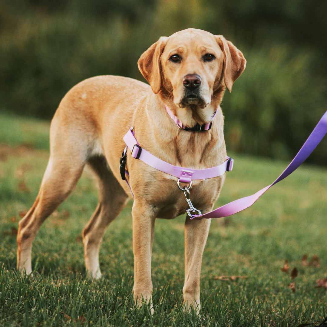 Sorbet OG No Pull Training Harness