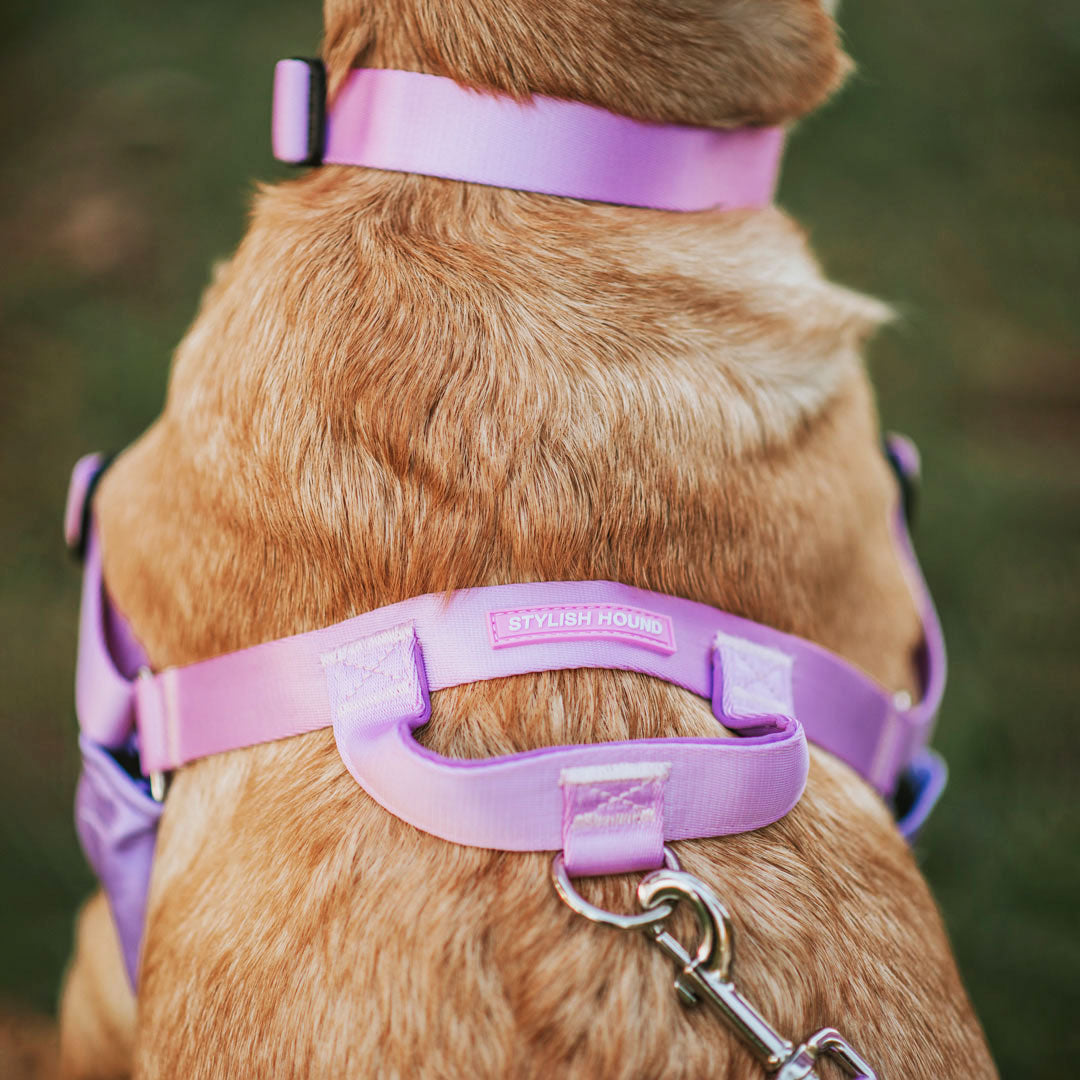 Sorbet OG No-Pull Training Harness - Sorbet