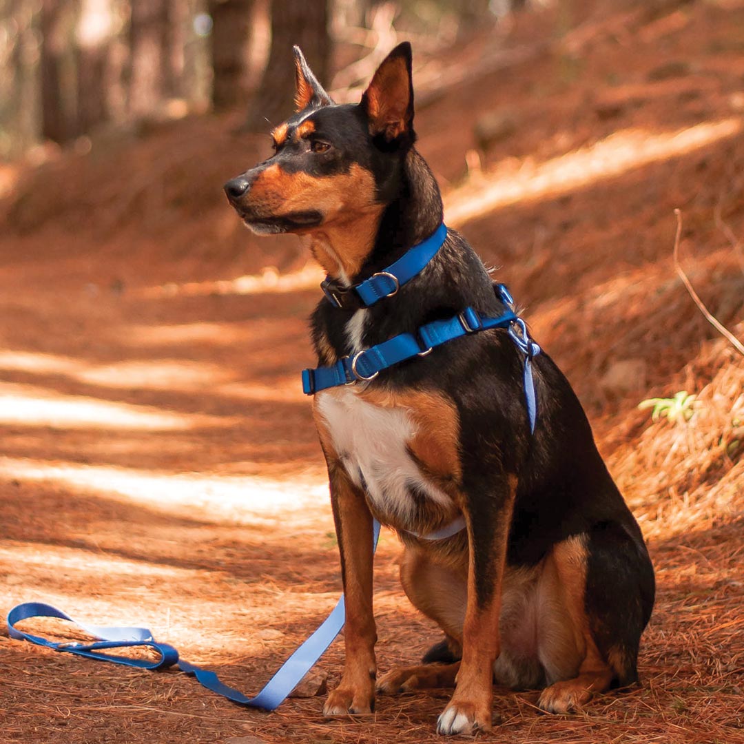 Horizon RNT No-Pull Training Harness - Horizon