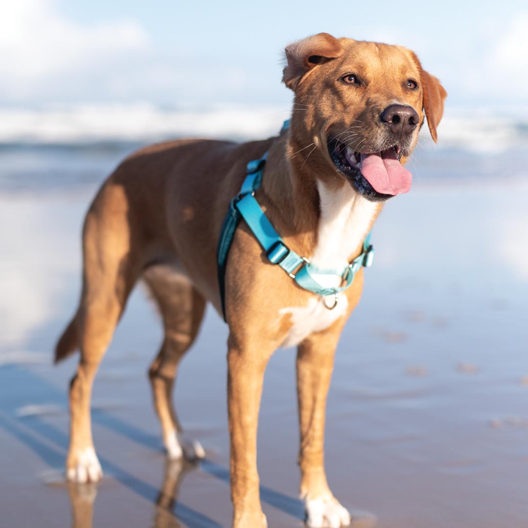 Quartz RNT No-Pull Training Harness - Quartz