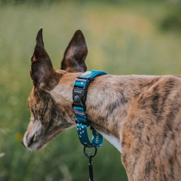 Nova Martingale Training Collar