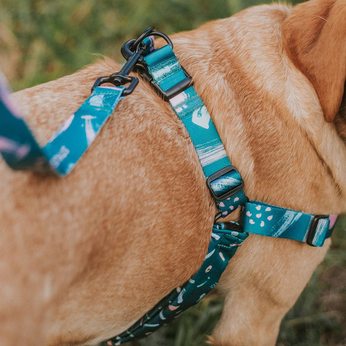 Nova RNT No-Pull Training Harness