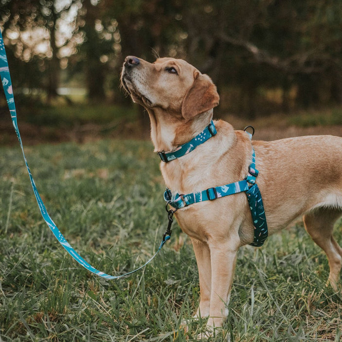 Nova RNT No-Pull Training Harness