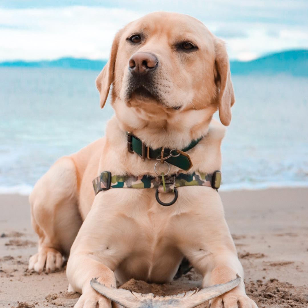 On Duty OG No-Pull Training Harness - On Duty