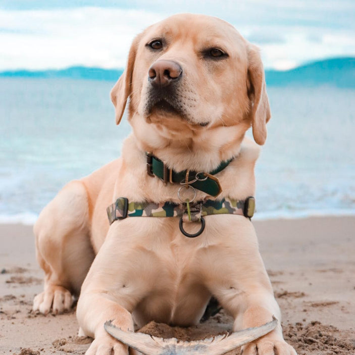 On Duty OG No-Pull Training Harness