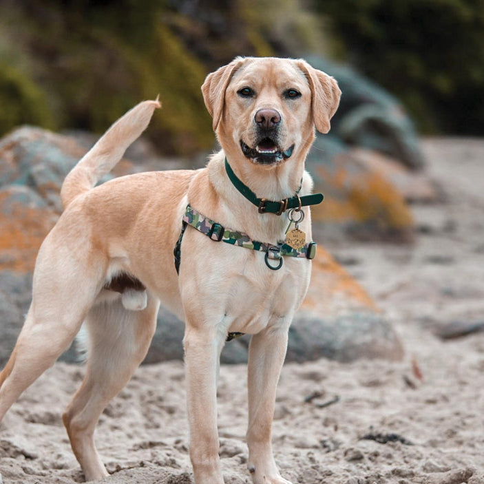 On Duty OG No-Pull Training Harness