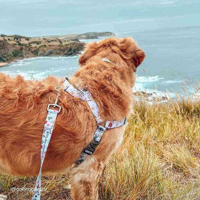 Evergreen OG No-Pull Training Harness